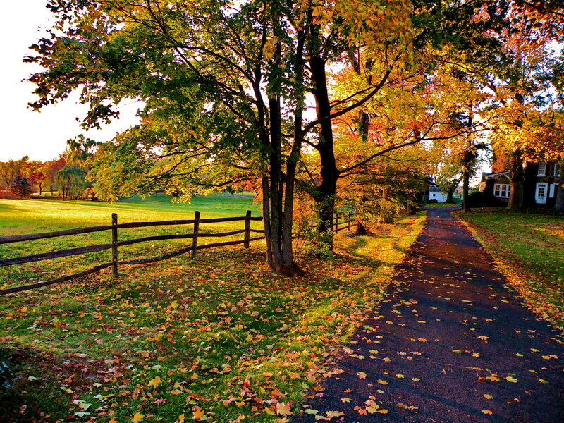 Autumn Path with Trees — Green