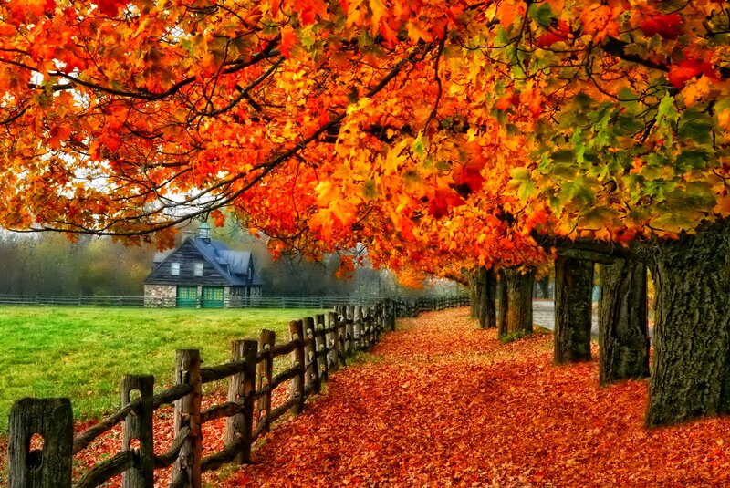 Autumn Path with Trees — Orange, Serene, Photograph, Farmhouse