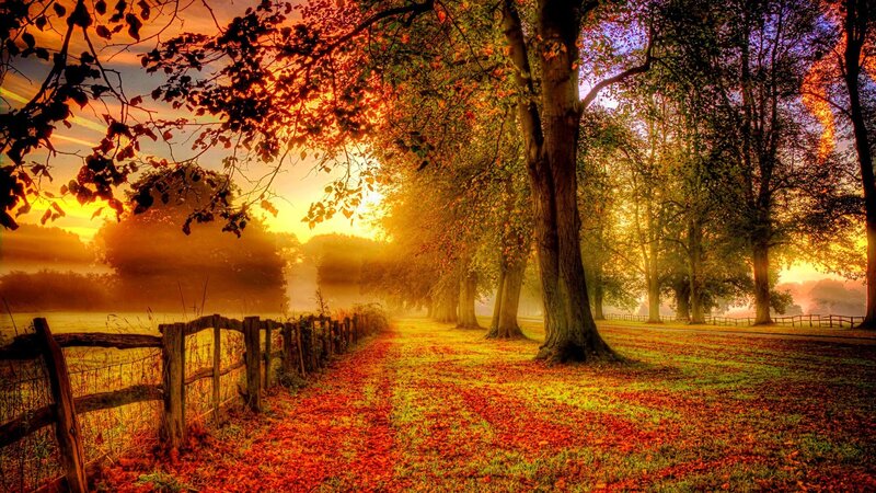 Autumn Path with Trees — Orange, Serene, Photograph, Fence, Leaves