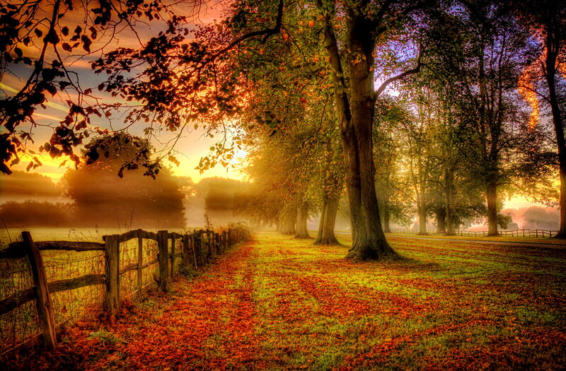 Autumn Path with Trees — Orange, Serene, Photograph, Fence