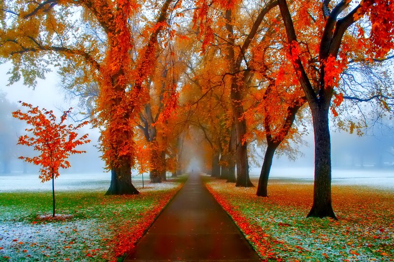 Autumn Path with Trees — Orange, Serene, Photograph, Fog