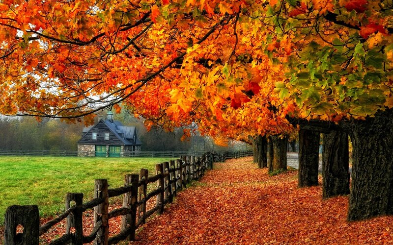Autumn Path with Trees — Orange, Serene, Photograph, House
