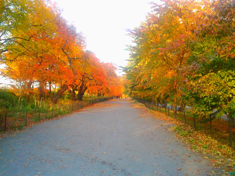 Autumn Path with Trees — Orange, Serene, Photograph, Leaves