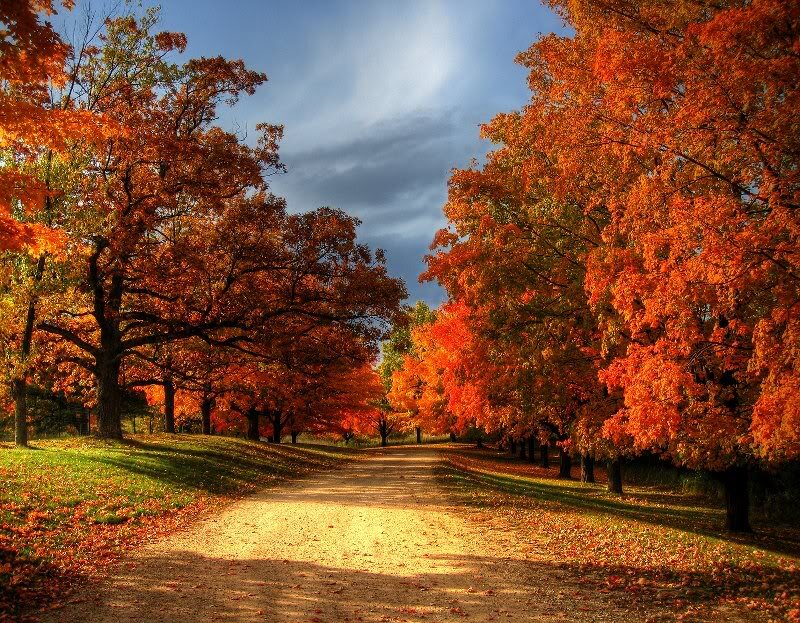 Autumn Path with Trees — Orange, Serene, Photograph