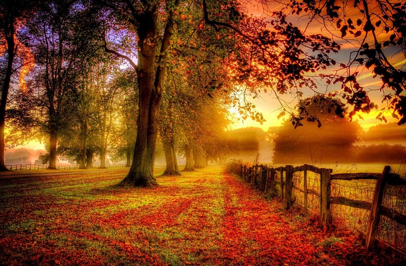 Autumn Path with Trees — Orange, Serene, Sunset