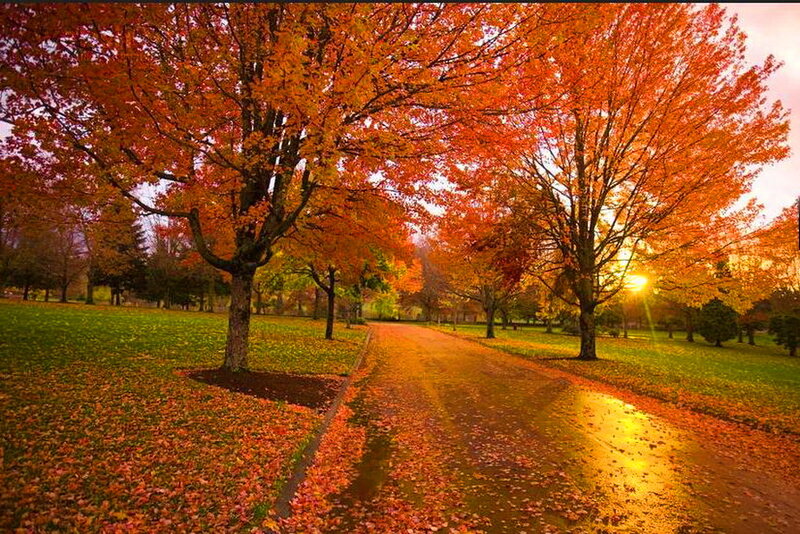 Autumn Path with Trees — Orange, Serene