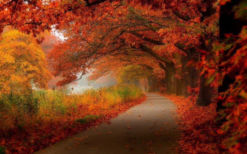 Autumn Path with Trees — Red, Serene, Photograph, Leaves