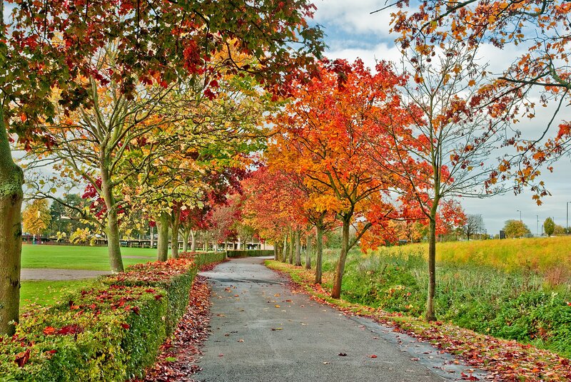 Autumn Path with Trees — Red, Serene, Photograph