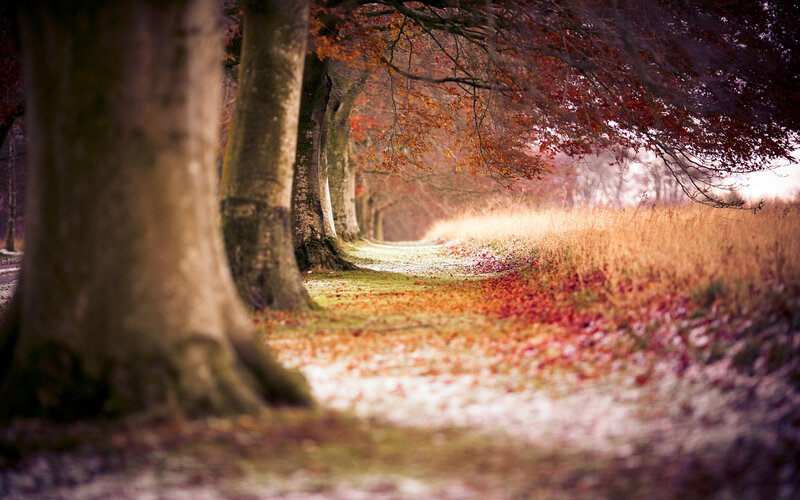 Autumn Path with Trees — Red