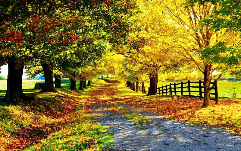 Autumn Path with Trees — Yellow, Serene, Photograph, Fence, Leaves, Grass
