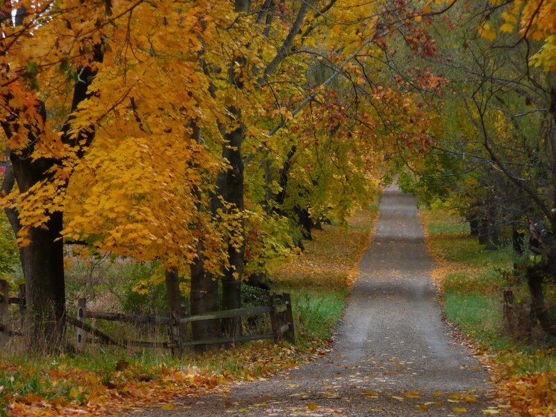 Autumn Path with Trees — Yellow, Serene, Photograph, Fence, Leaves, Green