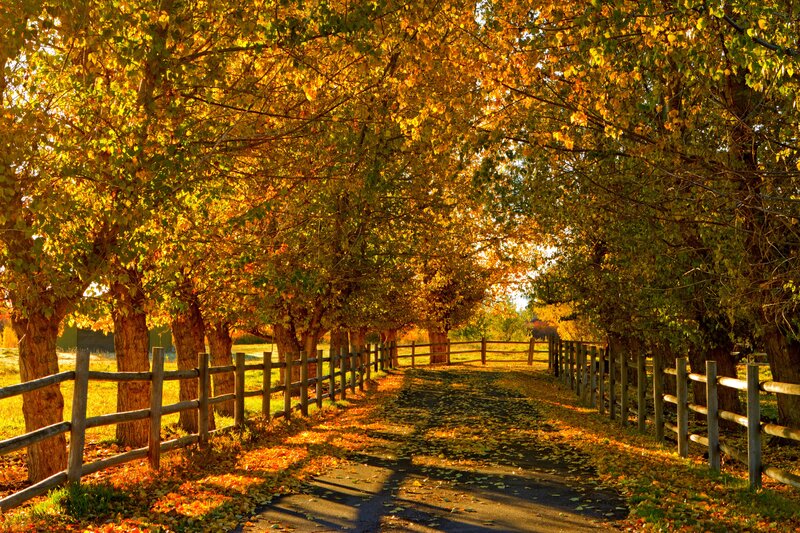 Autumn Path with Trees — Yellow, Serene, Photograph, Fence, Leaves, Sunlight