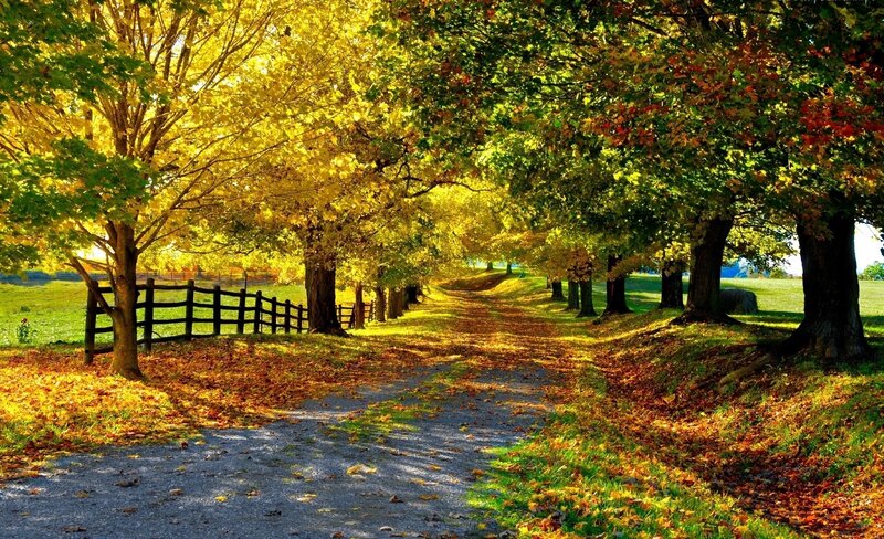 Autumn Path with Trees — Yellow, Serene, Photograph, Fence