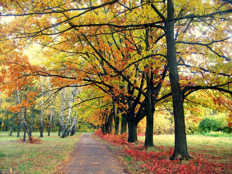 Autumn Path with Trees — Yellow, Serene, Photograph, Leaves, Grass