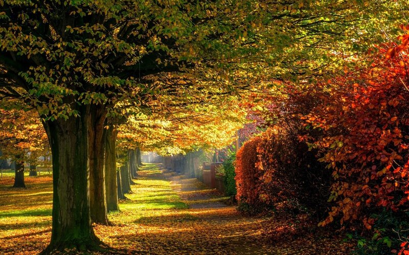 Autumn Path with Trees — Yellow, Serene, Photograph, Leaves, Sunlight