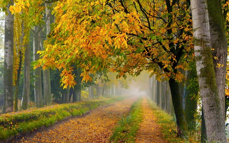 Autumn Path with Trees — Yellow, Serene, Photograph, Leaves