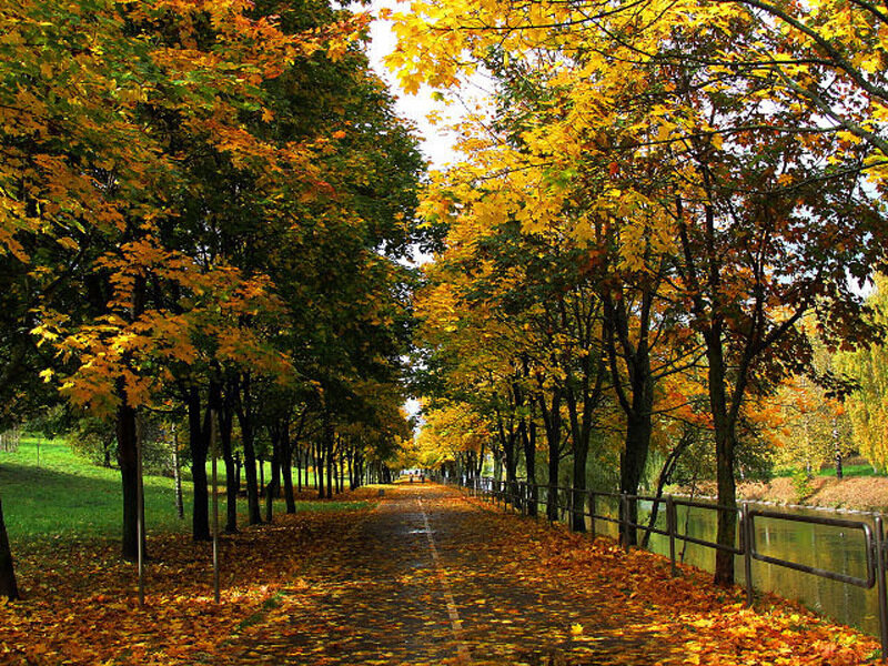Autumn Path with Trees — Yellow, Serene, Photograph, River