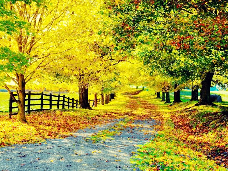 Autumn Path with Trees — Yellow, Serene, Photograph