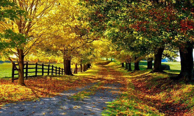Autumn Path with Trees — Yellow, Serene