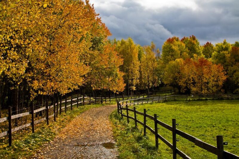 Autumn Path with Trees — Yellow
