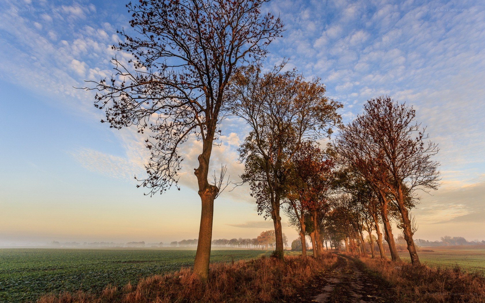 Autumn path with trees