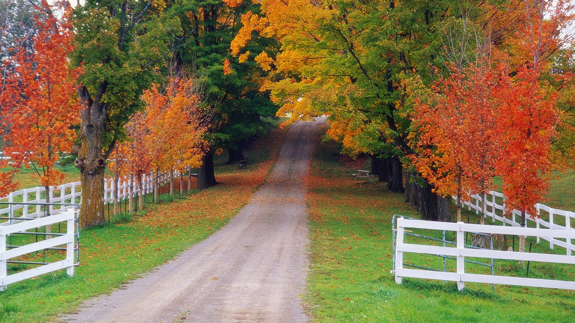 Autumn path with white fences