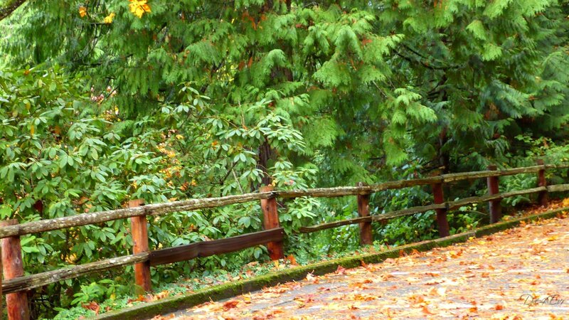 Autumn path with wooden fence