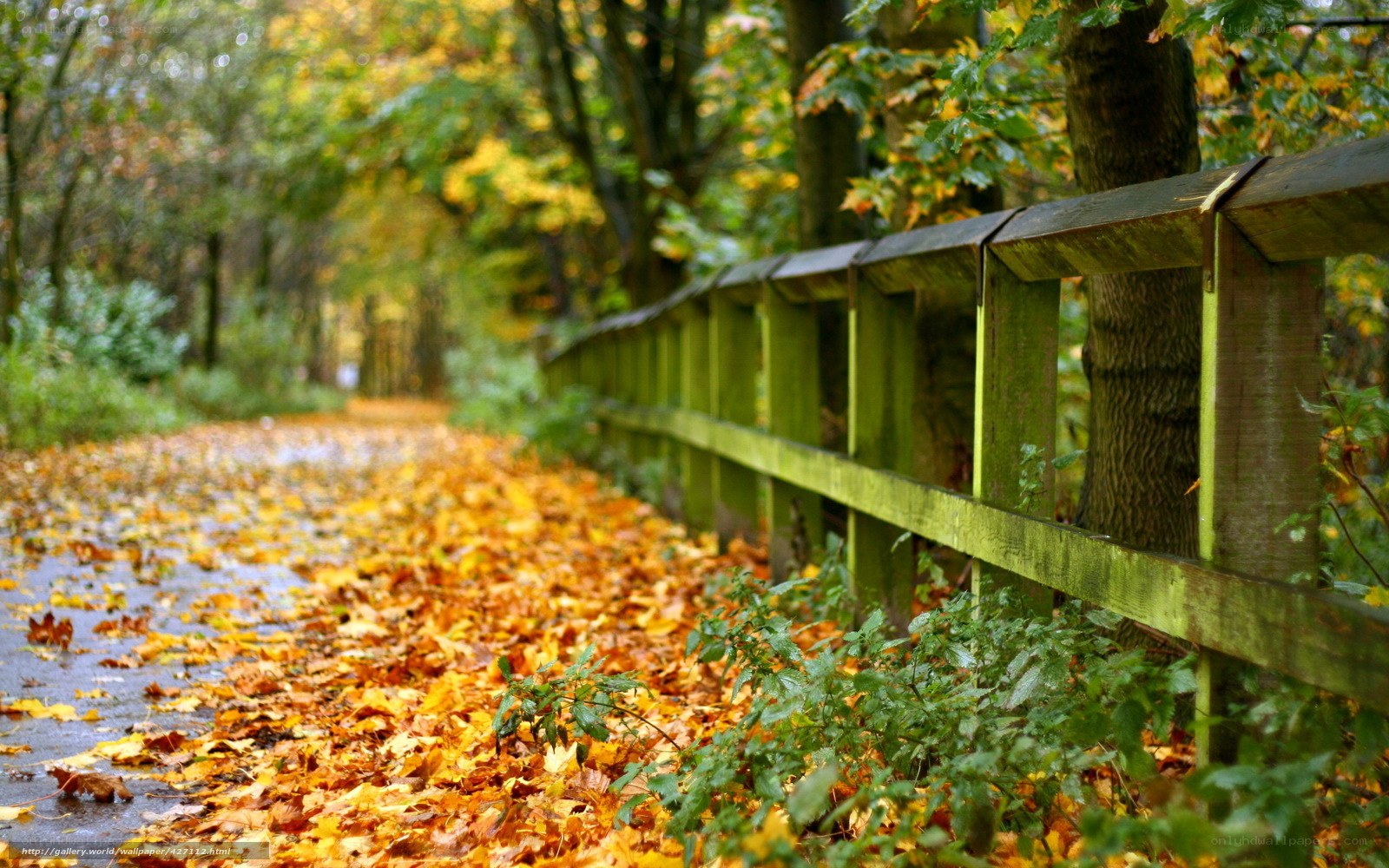 Autumn path with wooden fence