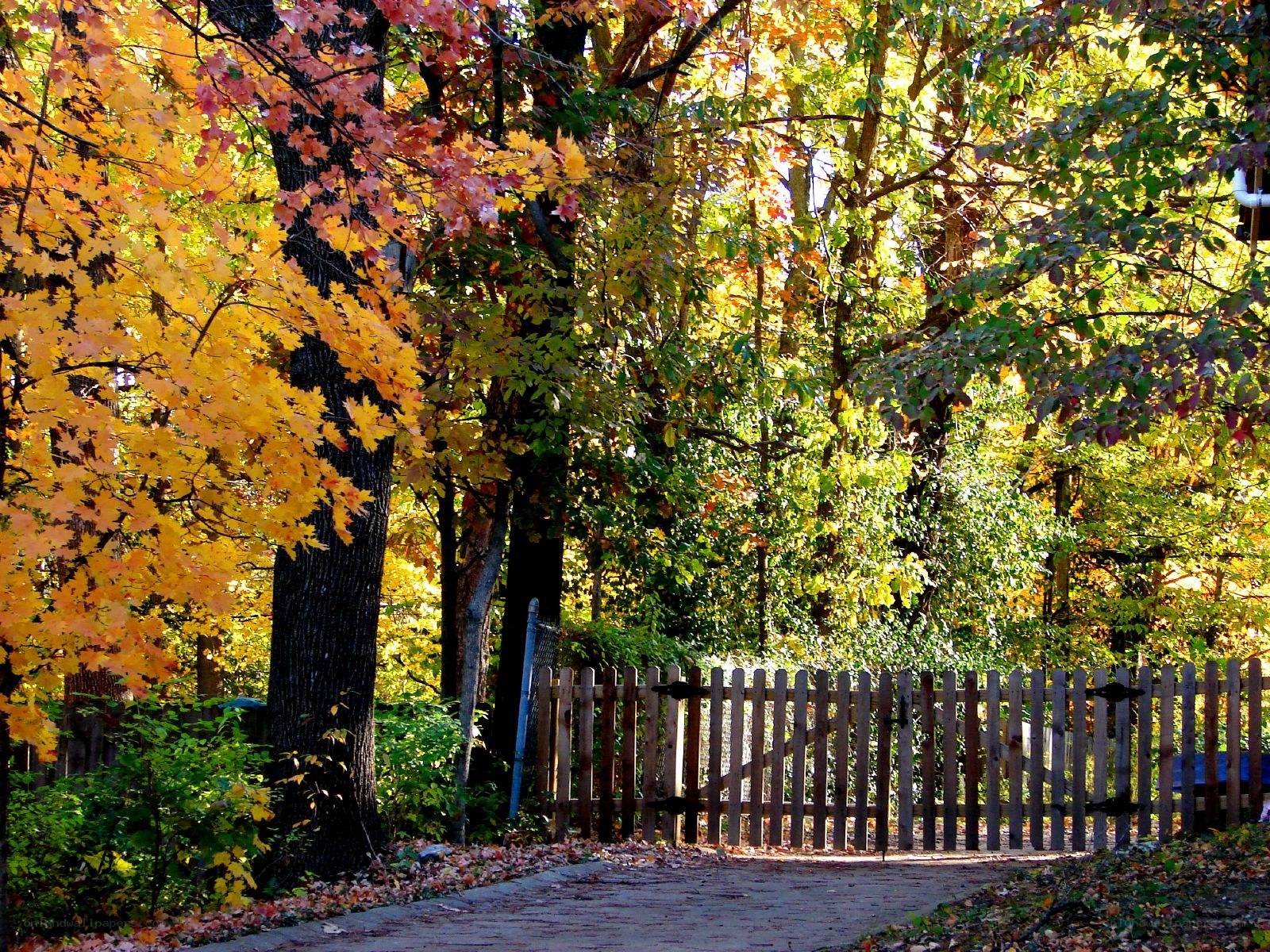 Autumn path with wooden gate