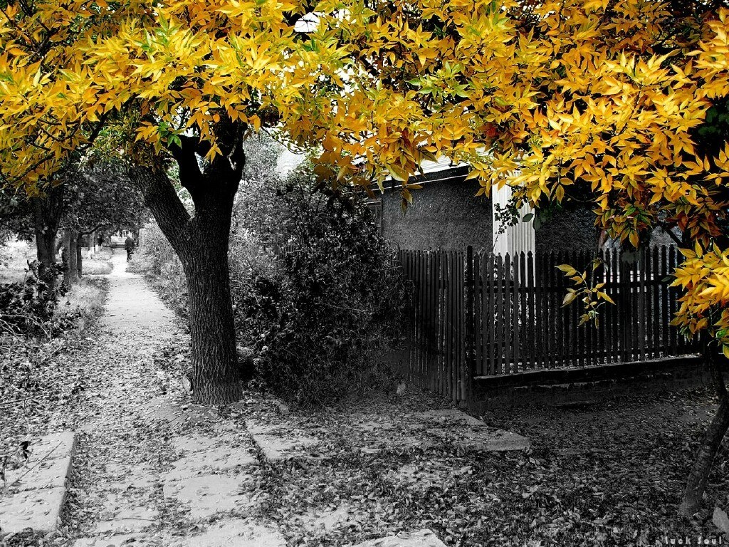 Autumn path with yellow leaves