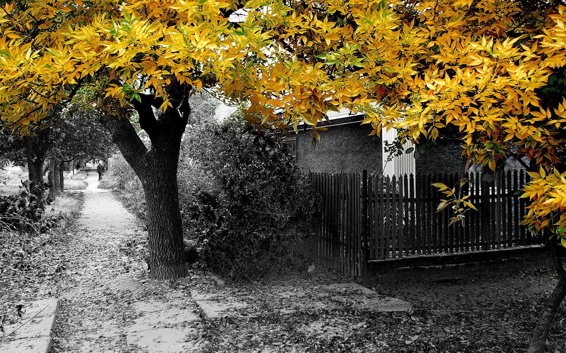 Autumn path with yellow leaves