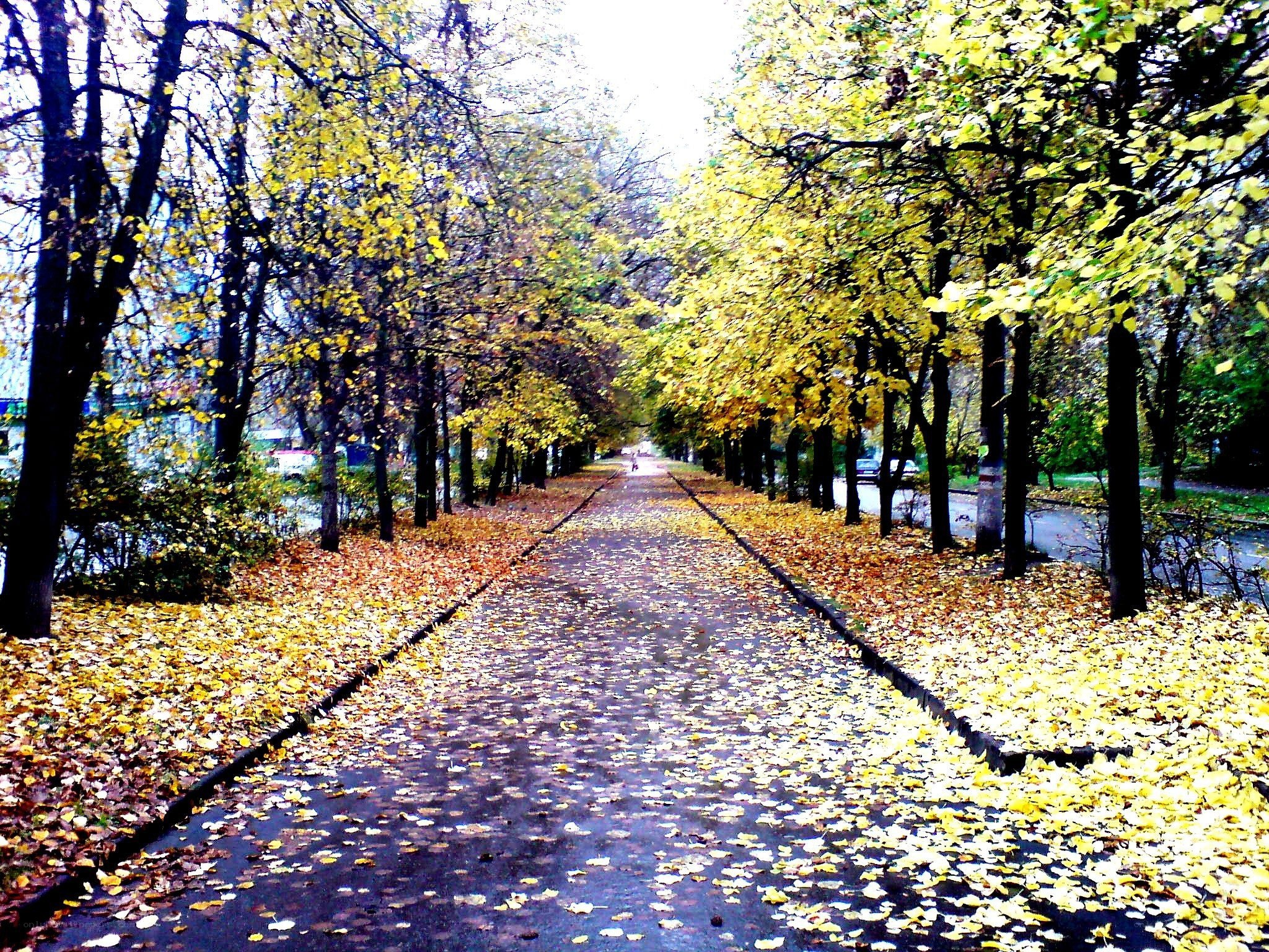 Autumn path with yellow leaves