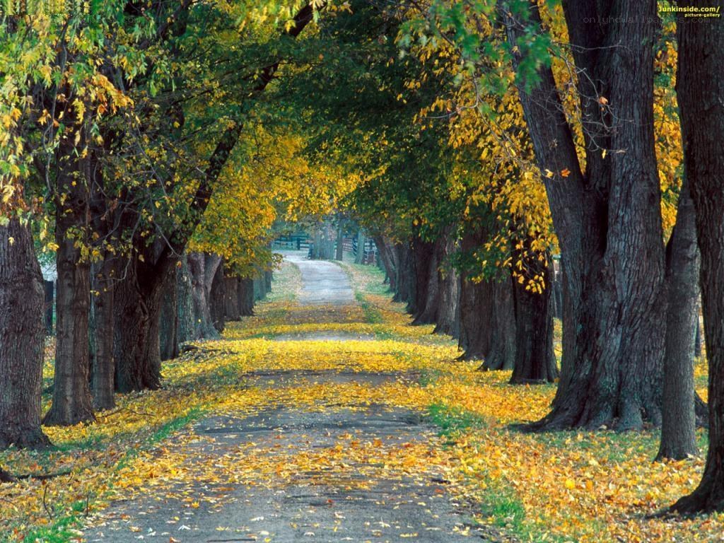 Autumn path with yellow leaves