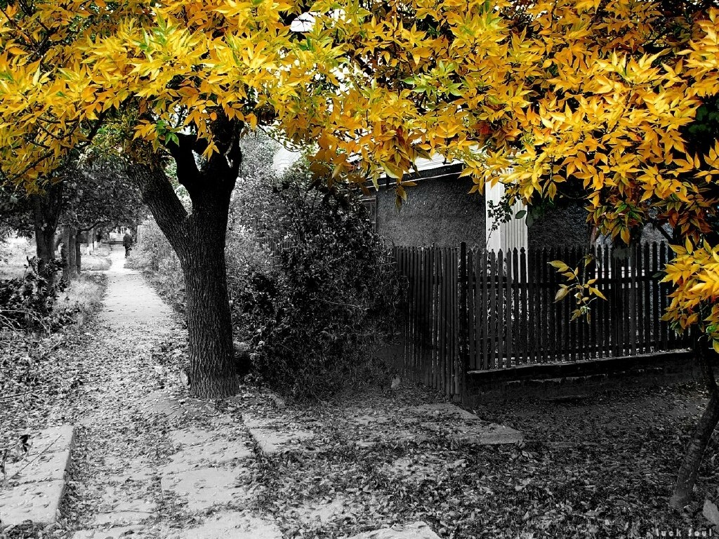 Autumn path with yellow leaves