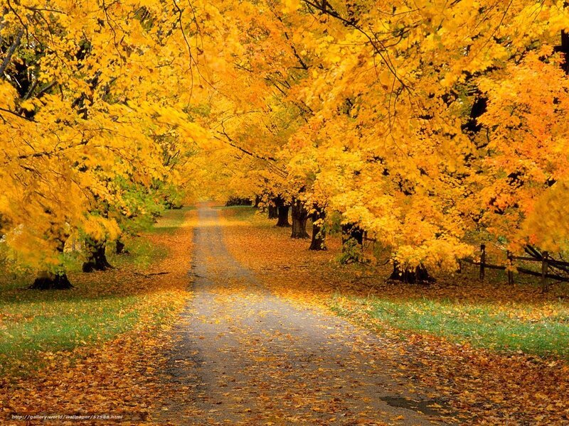 Autumn Path with Yellow Leaves — Serene, Photograph