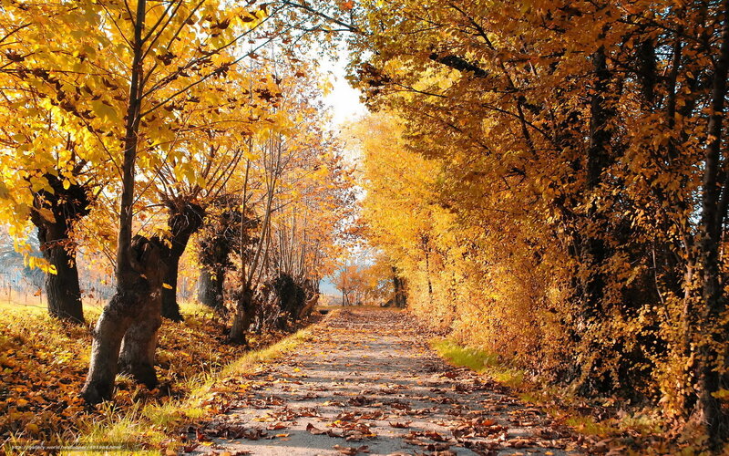 Autumn Path with Yellow Leaves — Serene, Photograph, Trees, Sunlight