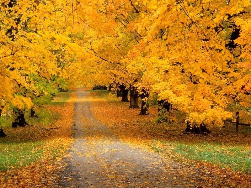 Autumn Path with Yellow Leaves — Serene