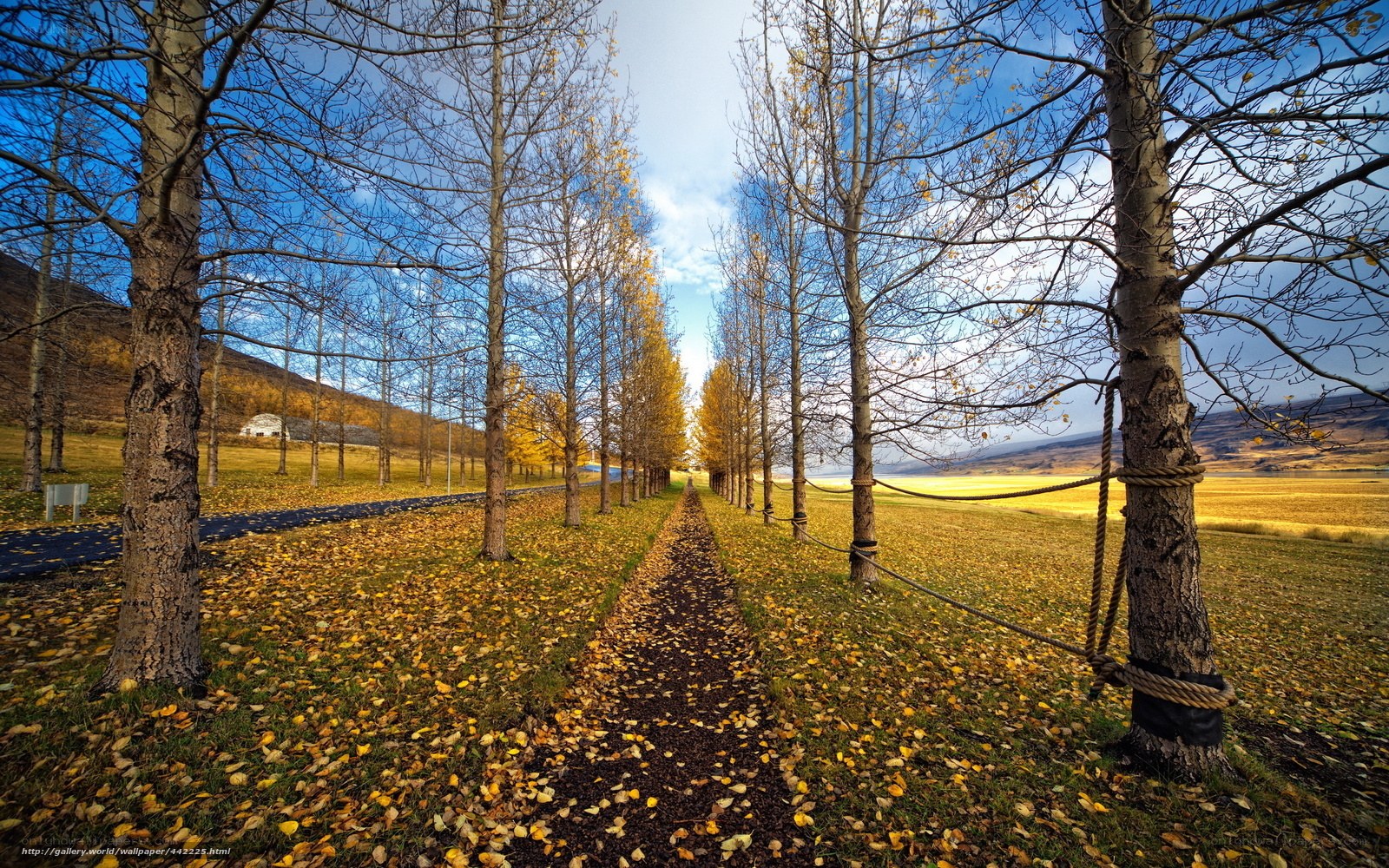 Autumn path with yellow leaves