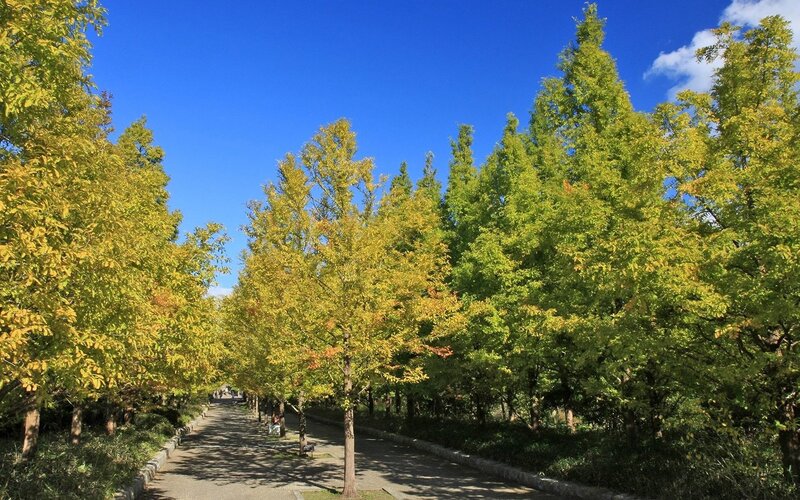 Autumn path with yellow trees
