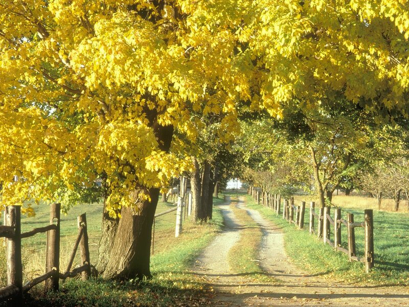 Autumn path with yellow trees