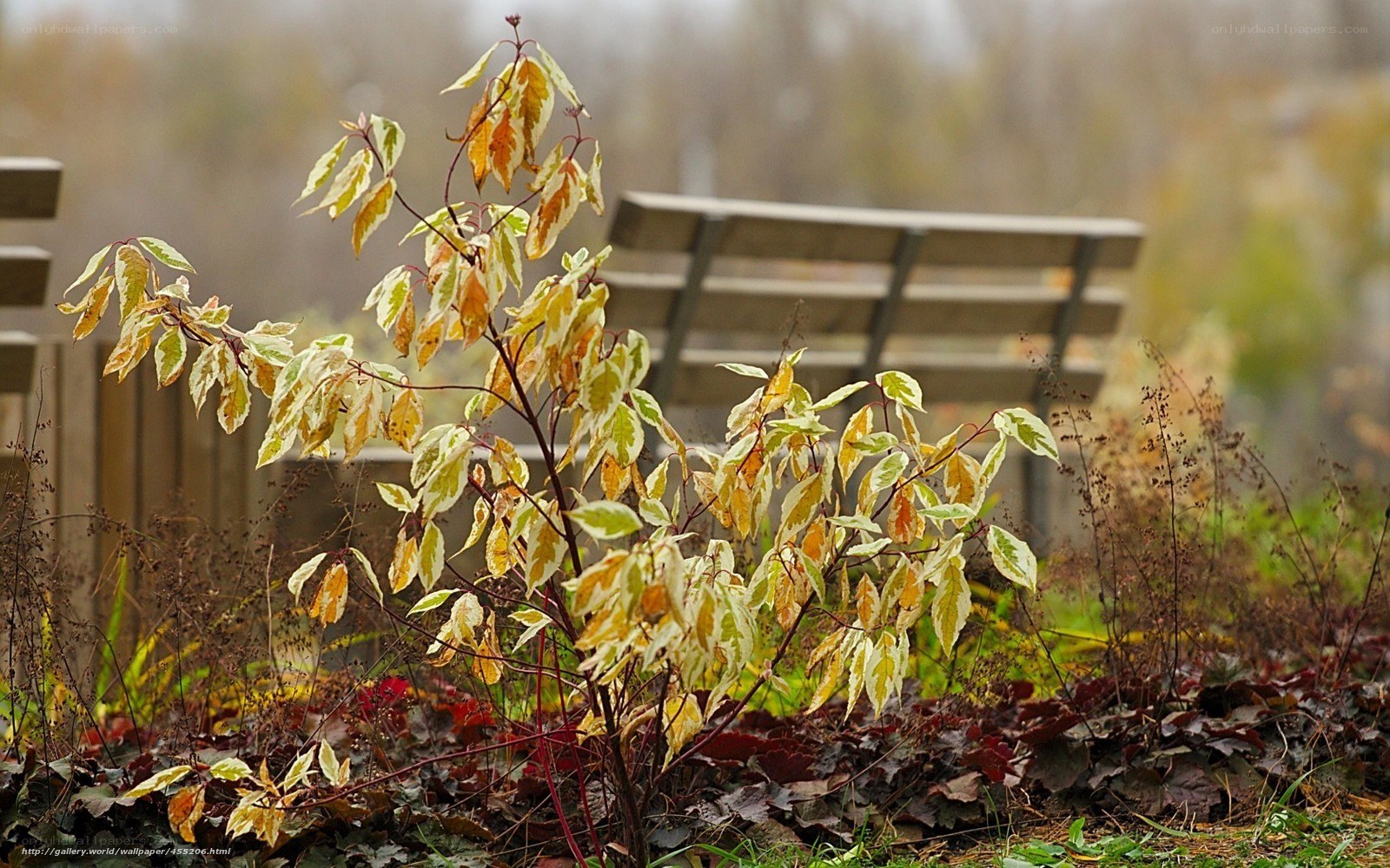 Autumn plant with variegated leaves