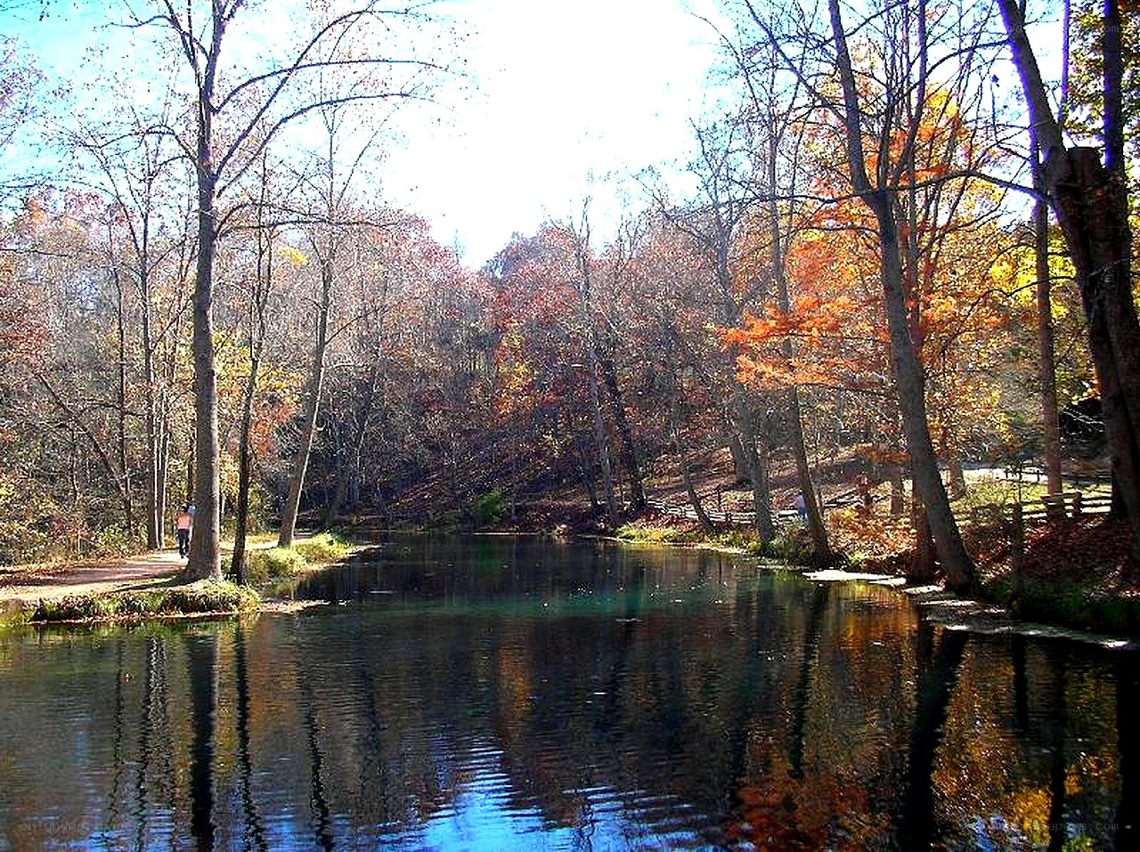 Autumn pond in a forest