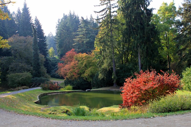 Autumn pond in a forest park