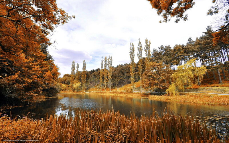Autumn pond in a forest