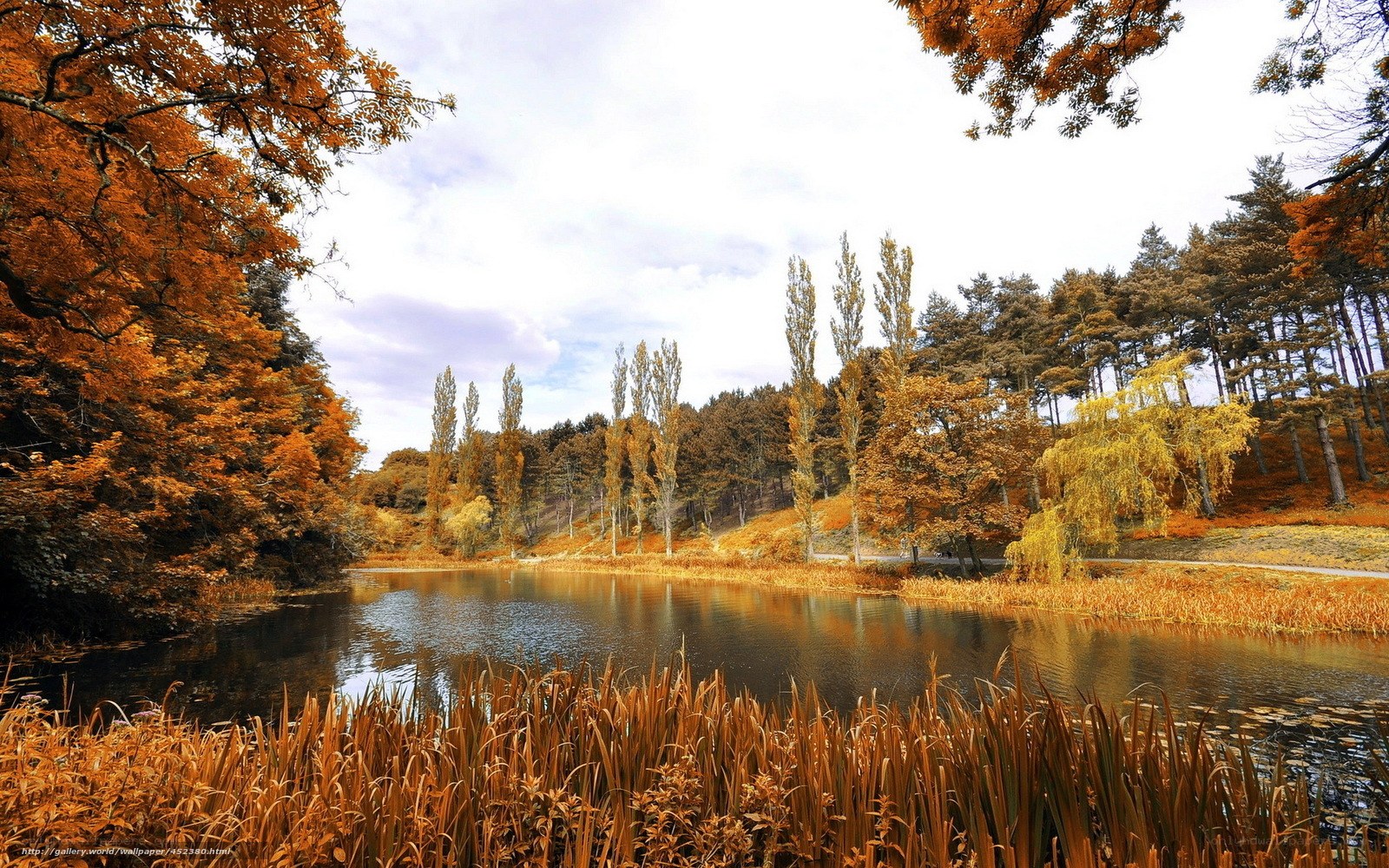 Autumn pond in a forest