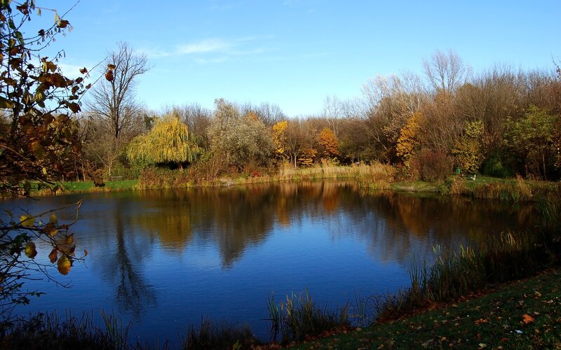 Autumn pond in a park
