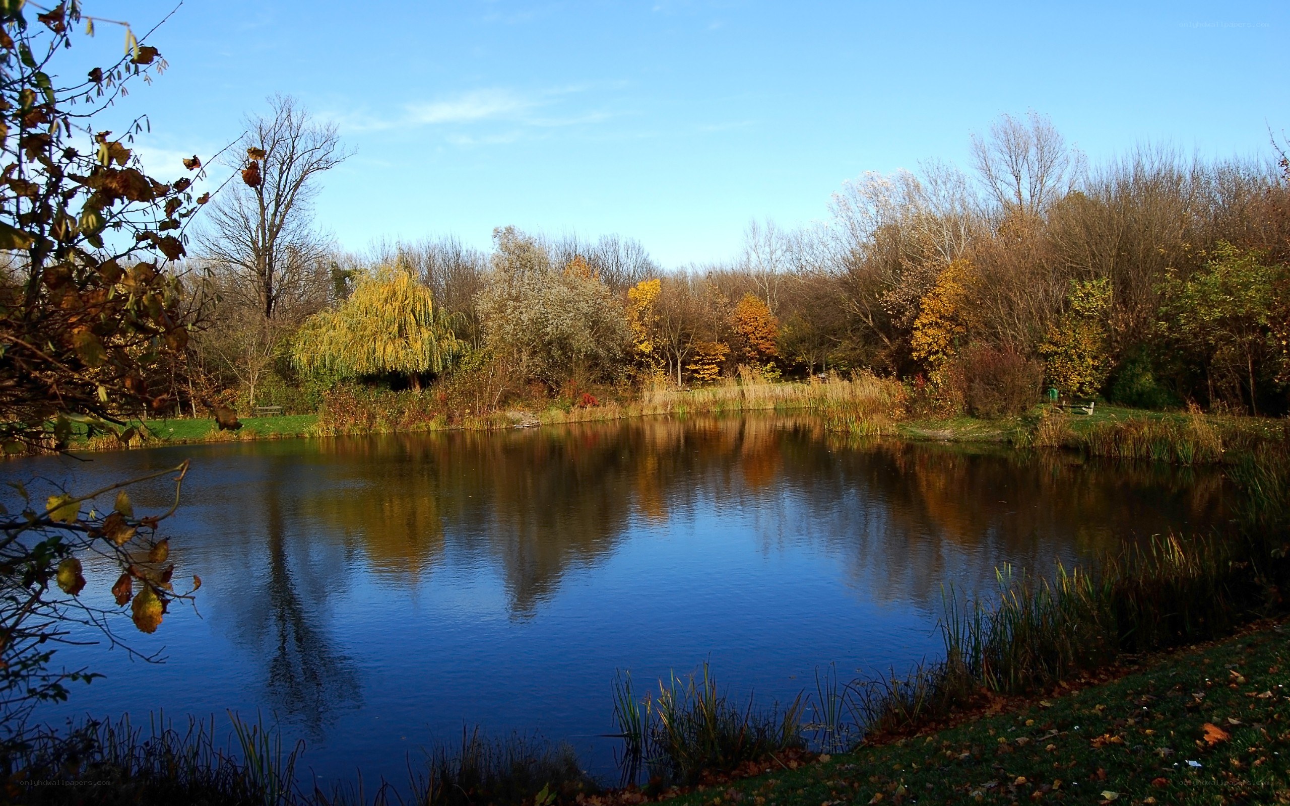 Autumn pond in a park