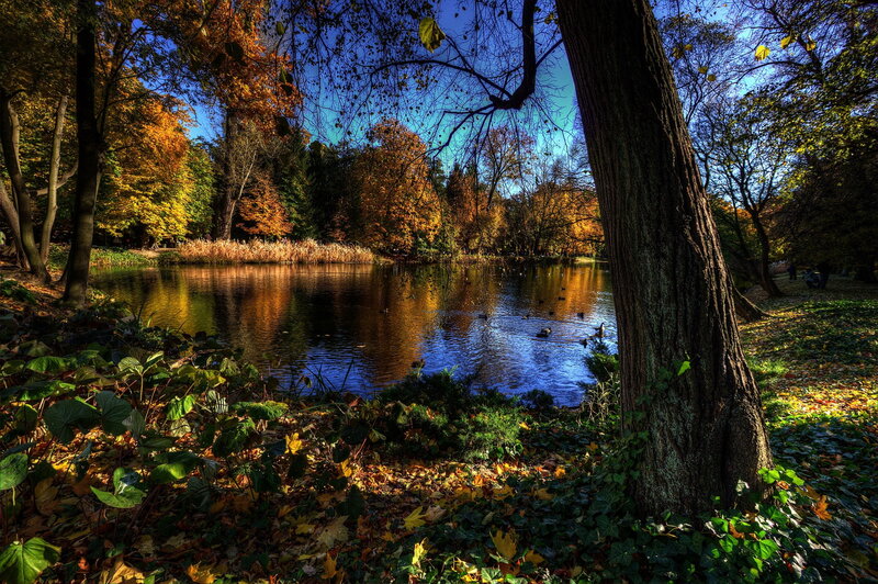 Autumn Pond in Forest — Blue