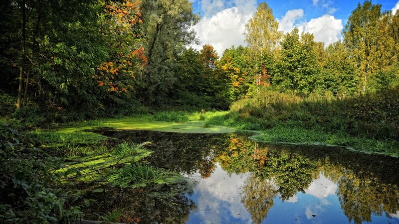 Autumn Pond in Forest — Green, Serene, Photograph, Trees, Reflection