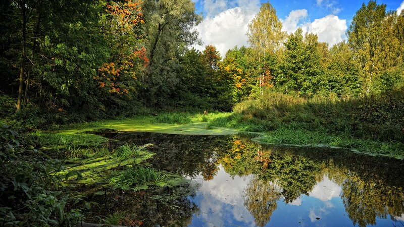 Autumn Pond in Forest — Green, Serene